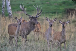 <p>JELEN LESNÍ (Cervus elaphus)</p>